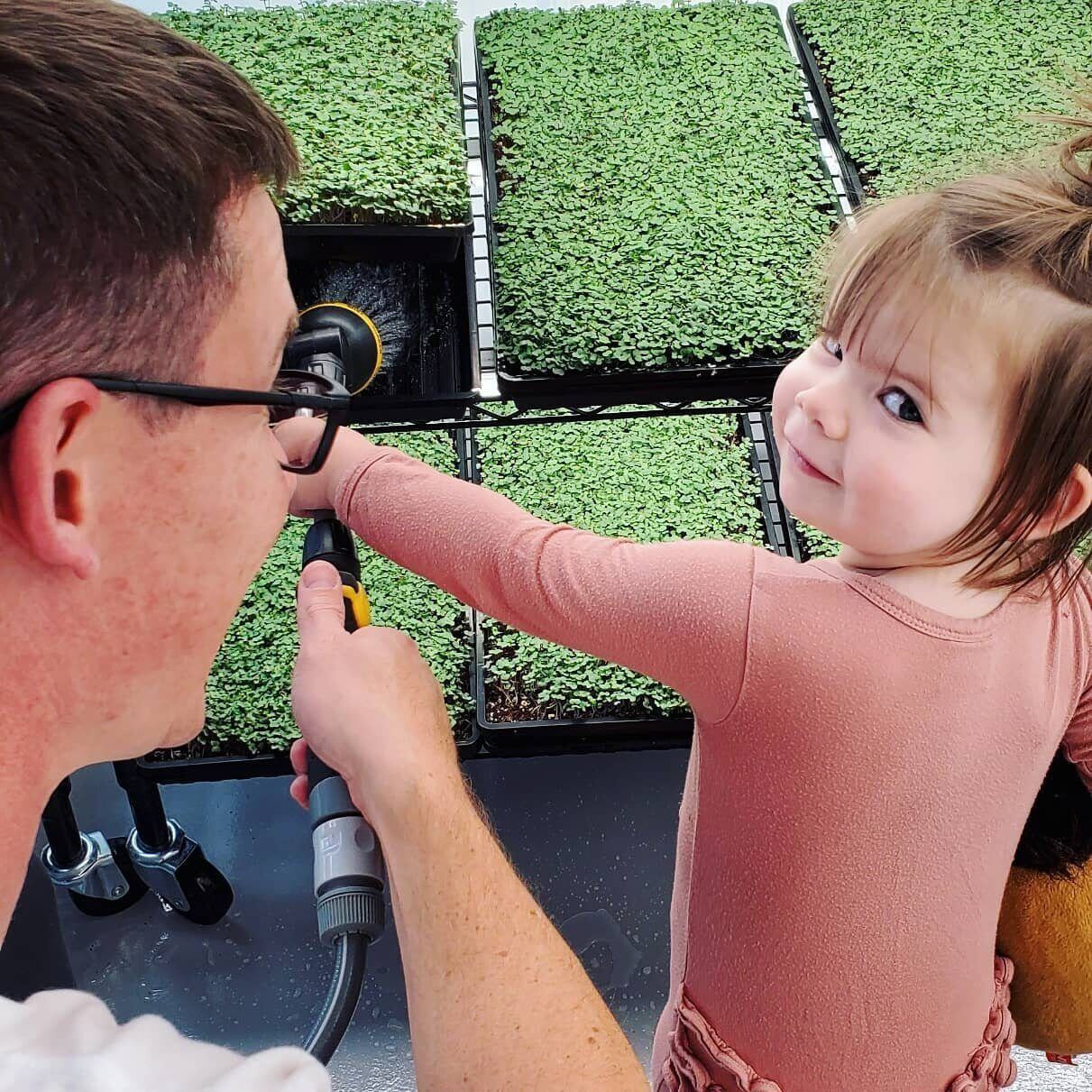 Brian and his daughter tending trays of microgreens at Happy Sprouts Farm