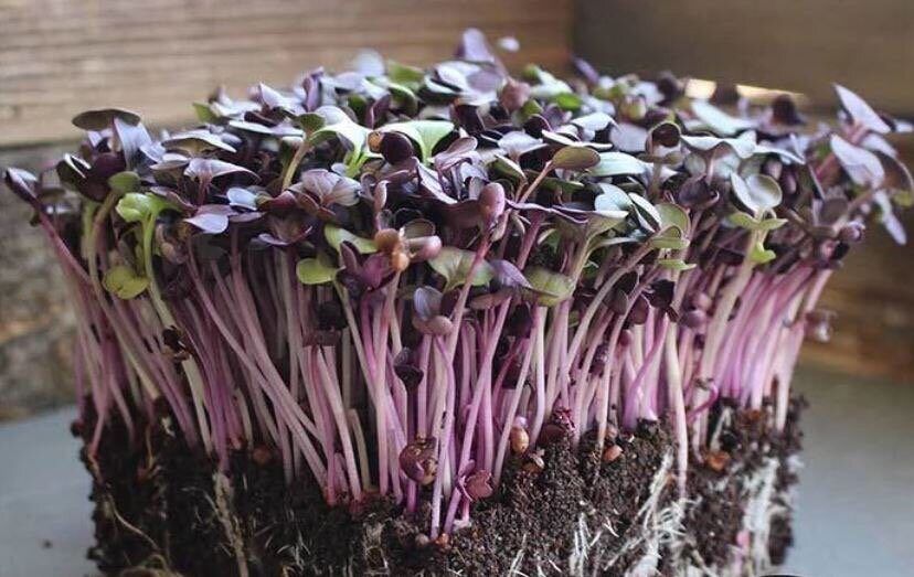 Purple-stemmed Rambo radish microgreens growing in soil